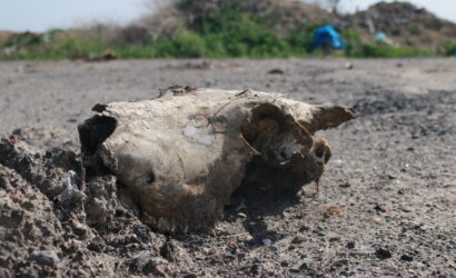 Большое количество останков животных найдены вокруг  нашумевшего завода  в селе Даулет